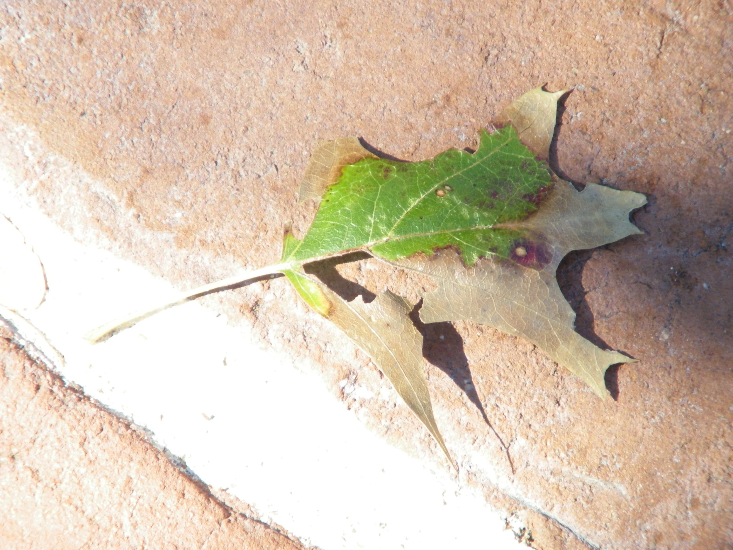 100_0153.JPG