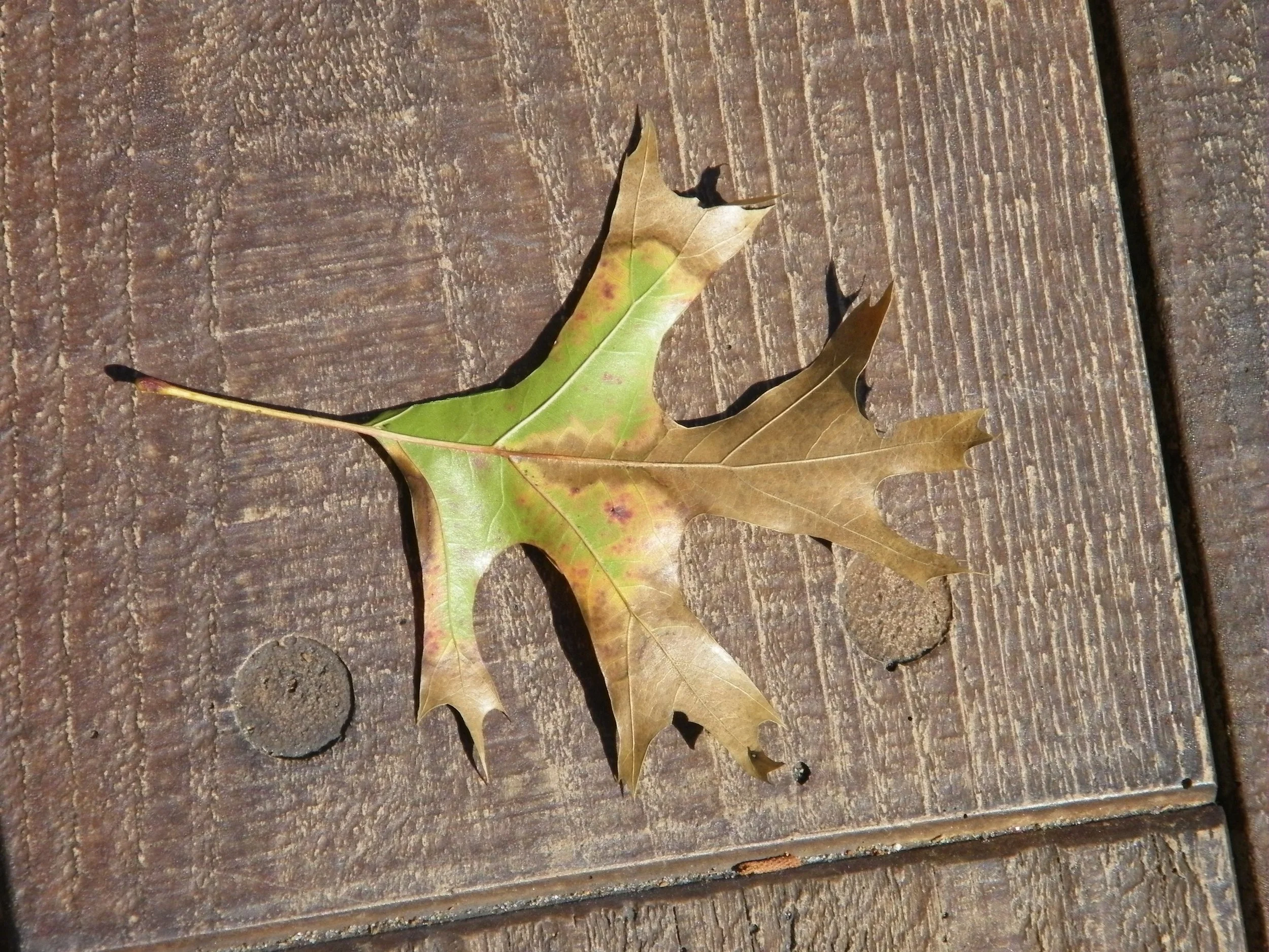 100_0152.JPG