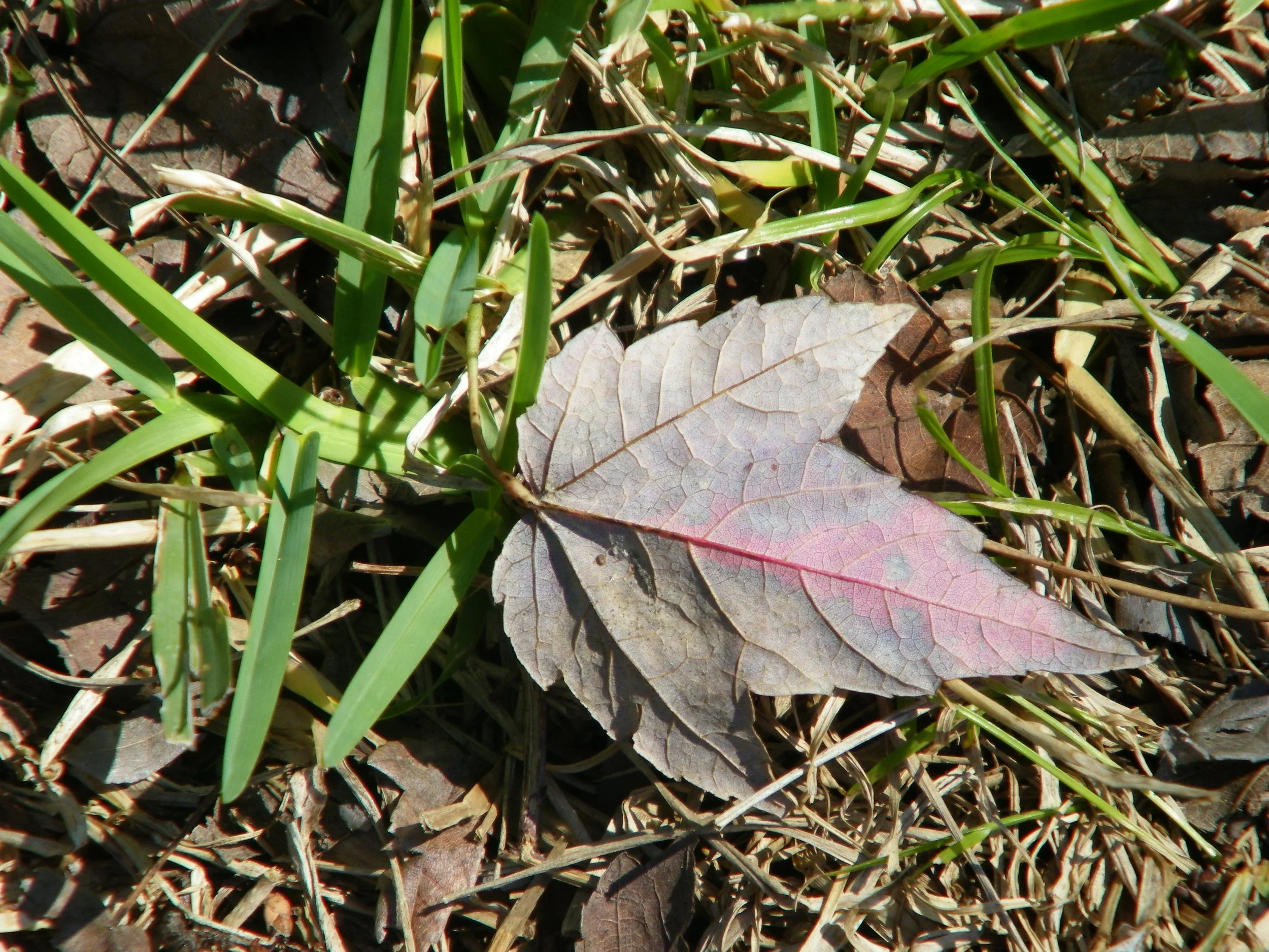 100_0150.JPG