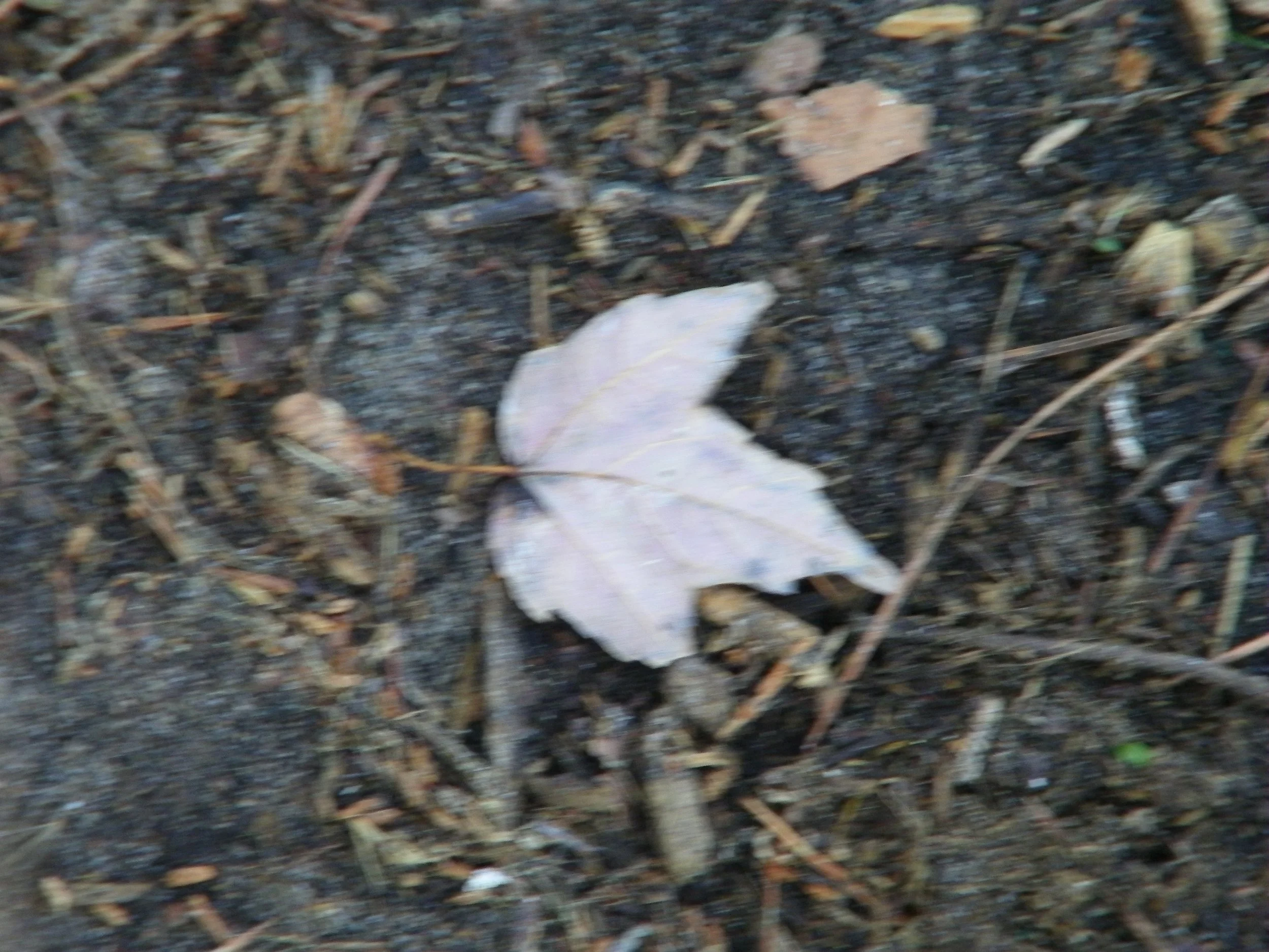 100_0133.JPG