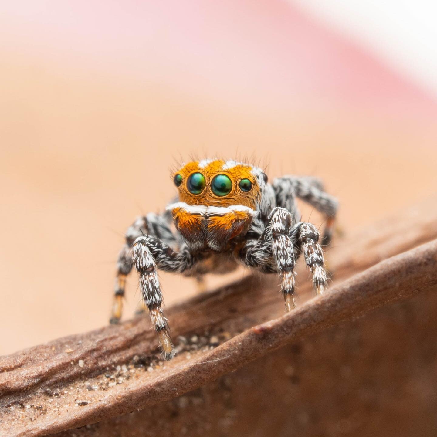Say hello to Nemo. No bigger than a grain of rice, Nemo is an adorable new dancing peacock spider discovered just outside Mt Gambier, in South Australia. I got to write about him during my latest assignment for @NatGeo.

The peacock spider's colourfu