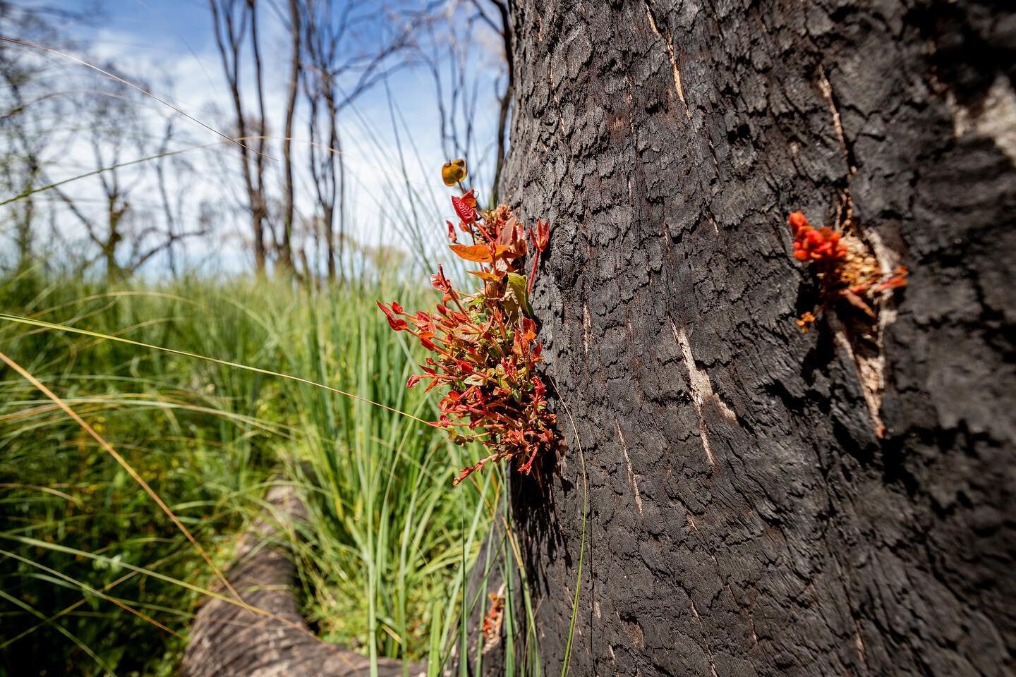The Australian bush has always been shaped by fire, and our trees have evolved special adaptations to cope with seasonal bushfires. This is an epicormic shoot and it grows from a bud that hides protected beneath the thick bark of a gum myrtle tree. T