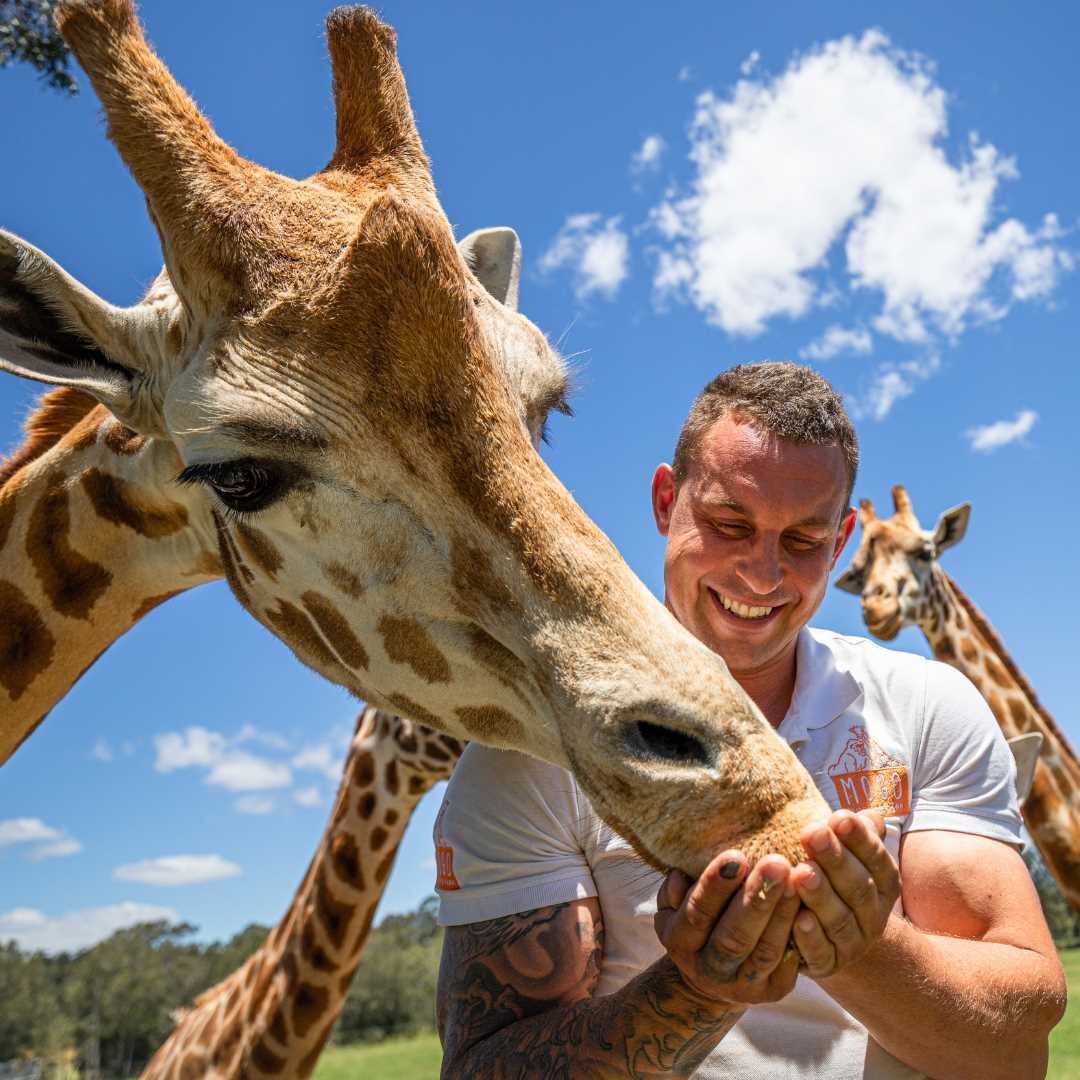 This is one of my favourite outtakes while road tripping up the Sapphire Coast for @natgeotraveluk. @zookeeper_chad was swarmed by a family of friendly giraffes the moment they knew the feed was opened, which made such a great opportunity for some fu