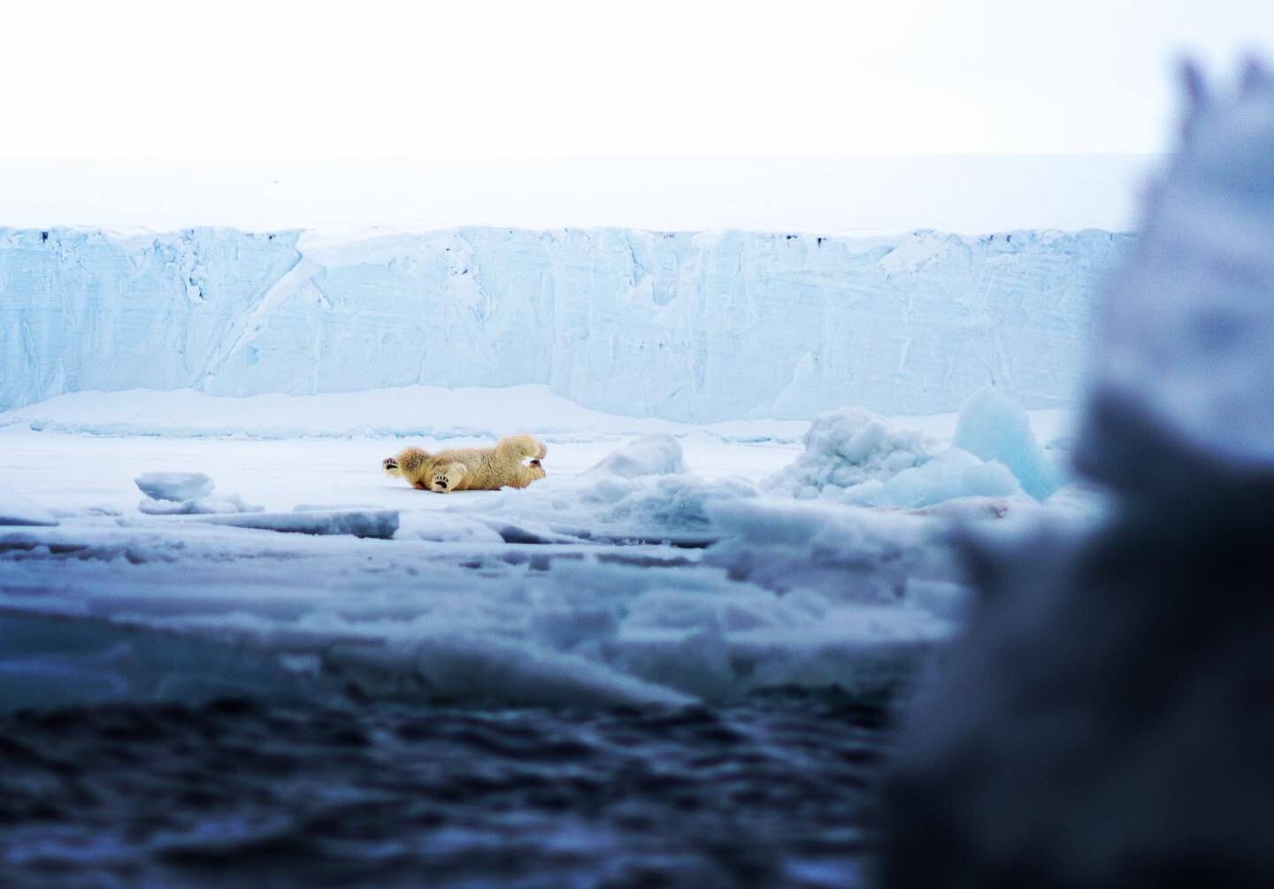 Candid camera // We often like to think of polar bears as these mythical apex predators, fearsome kings of their domain. But as we came around an iceberg on our Zodiac, we found this brute playing in the snow like a big kid.  He&rsquo;d just climbed 