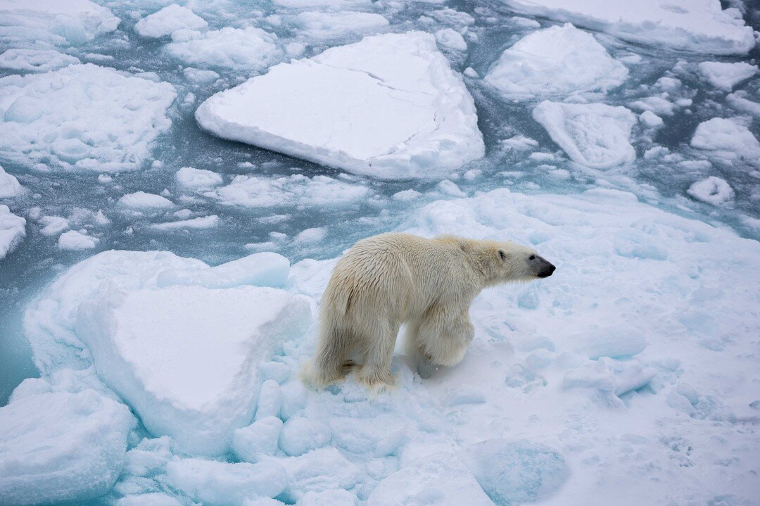 It's Arctic Sea Ice Day today! So here is a photo of a polar bear navigating the sea ice in the middle of the Greenland Sea, more than 150kms away from the closest land mass. He's using the ice as a platform to hunt for his favourite meal, ringed sea