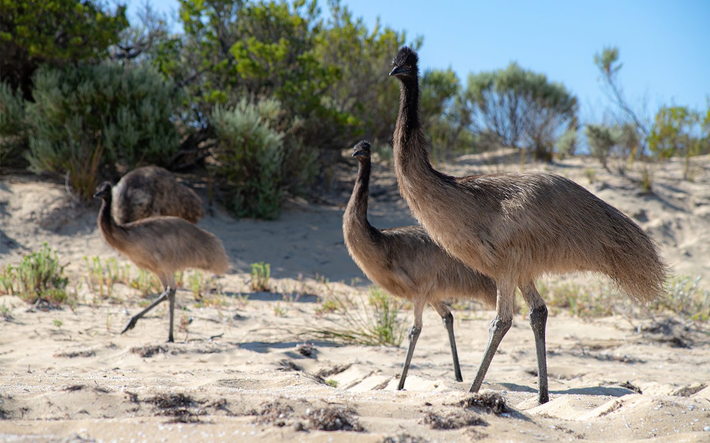 J-Meneguzzi_NGT_Eyre-Peninsula-9.jpg