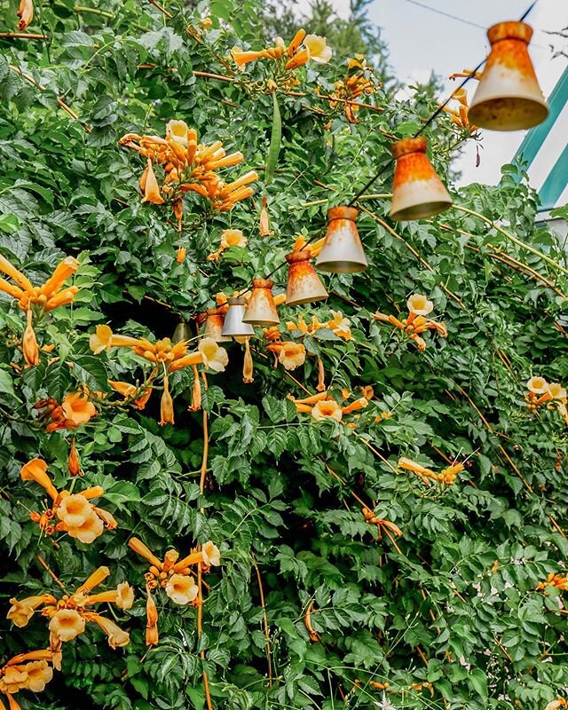 Looking forward to warmer weather and our trumpet vines in full bloom. 
#gardening #gardenlife #gardens #greengardensofdmv #gardenlove #gardeninspo #gardenart #gardenersofinstagram #backyardgardening #instagardens #instagarden #instagardenlovers #sol