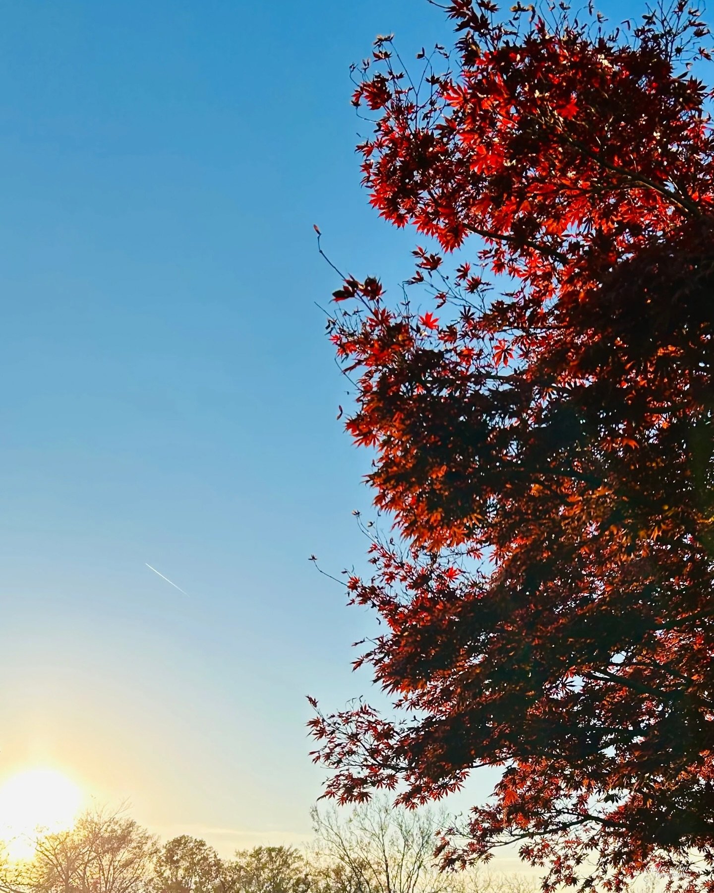 #fall #leaves #atlanta #landscape #outdoors #photography #autumn #nature #tmgriscomphotography  #landscapephotography