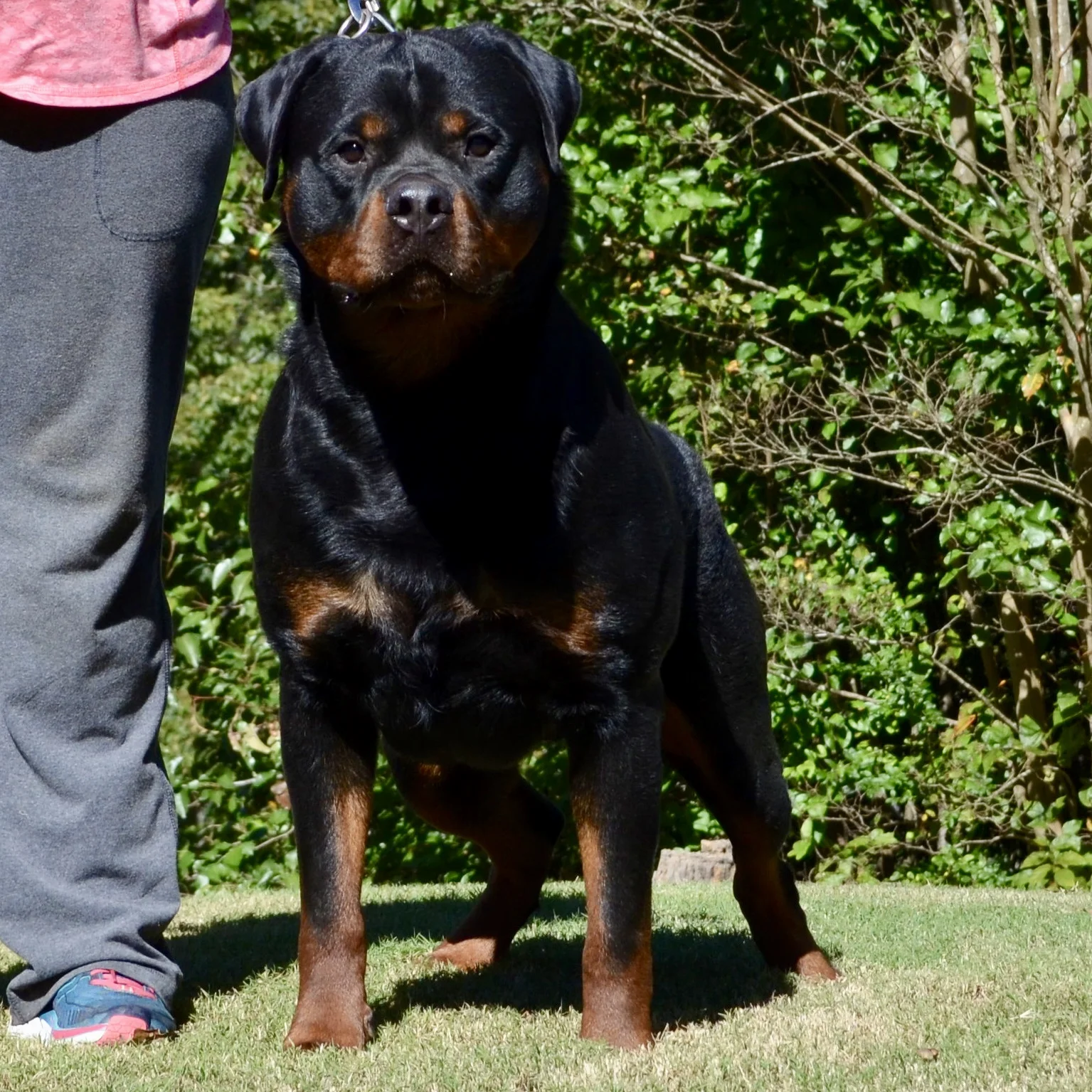 Enzo Vom Hause Earnest