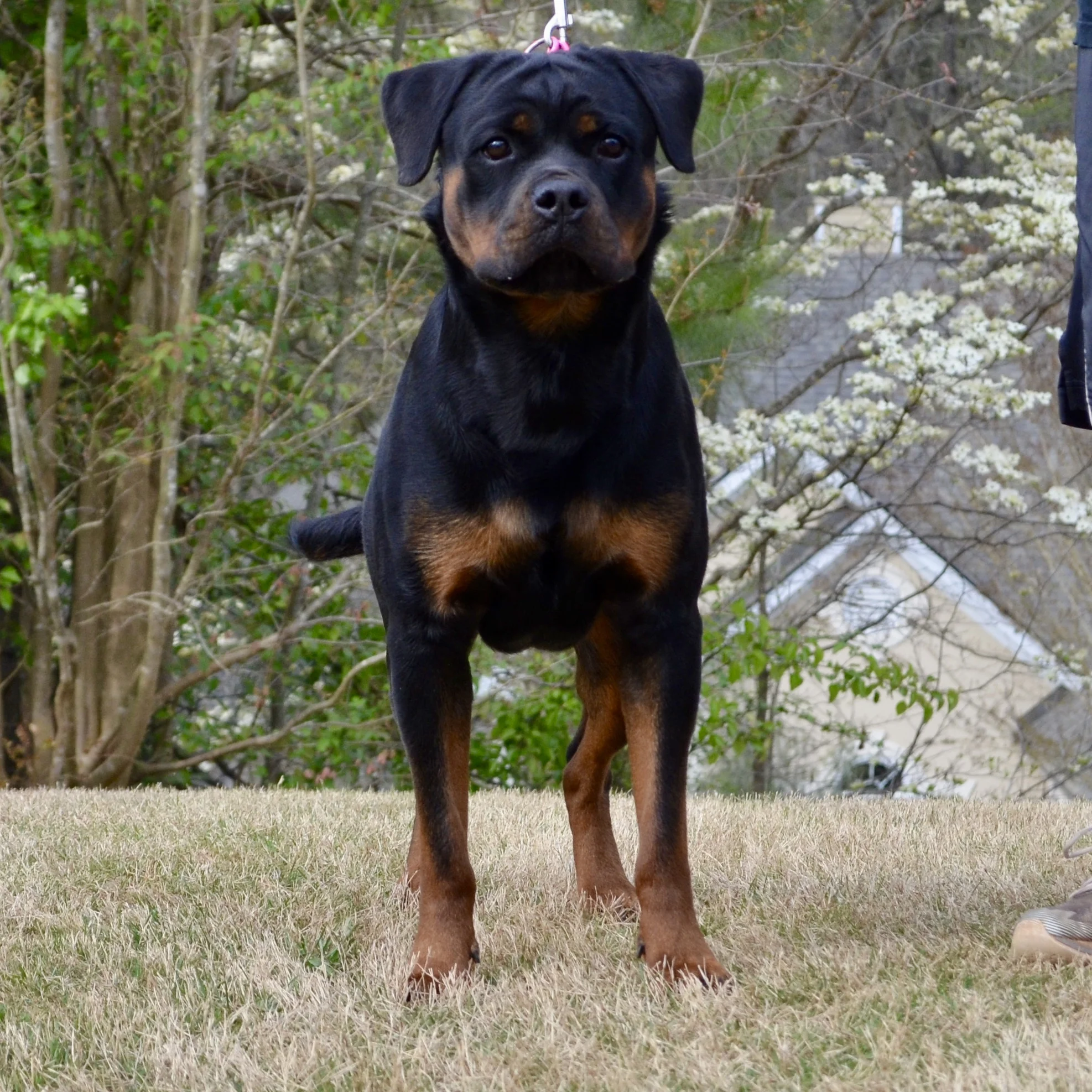 Kendy Vom Hause Earnest