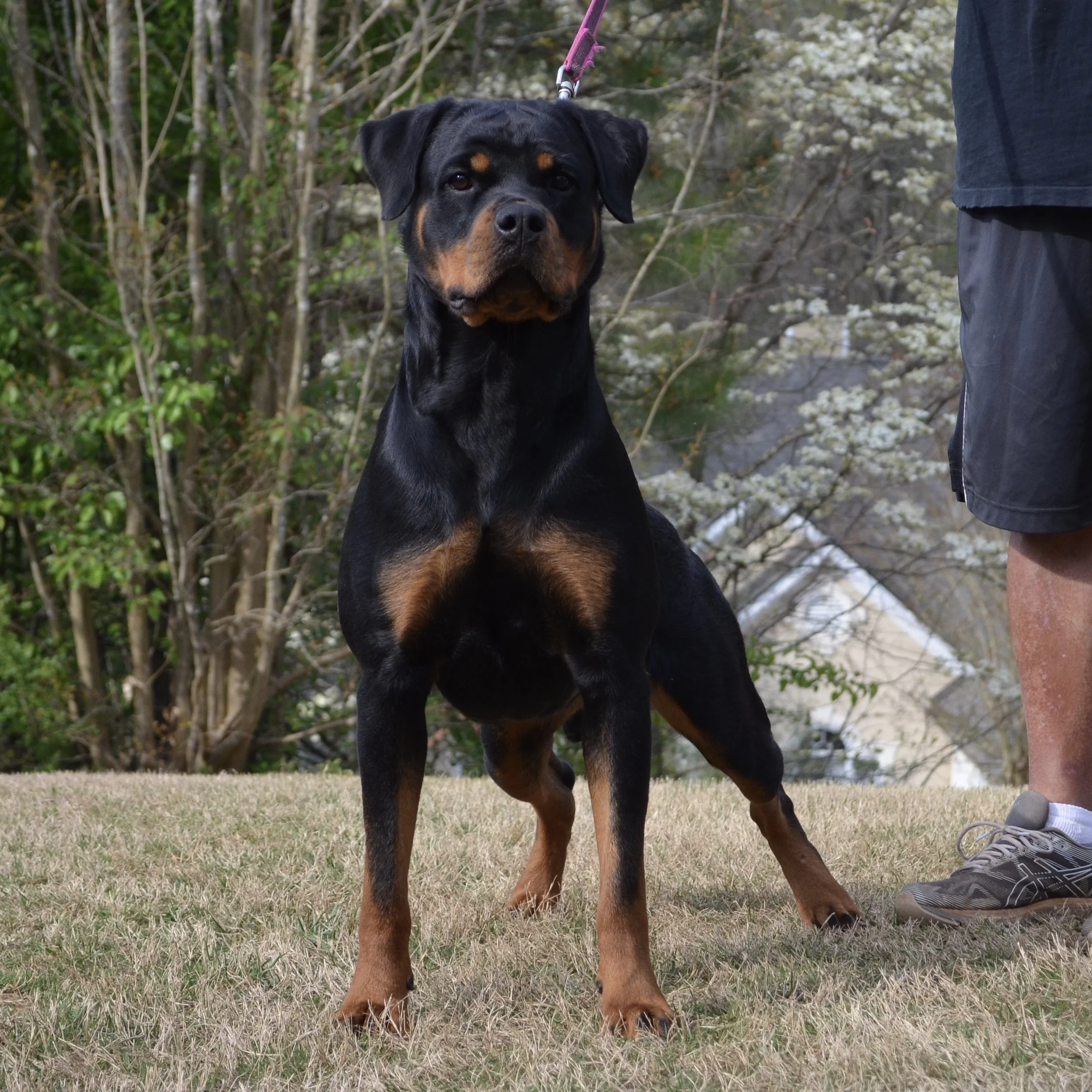 Kiki Vom Hause Earnest