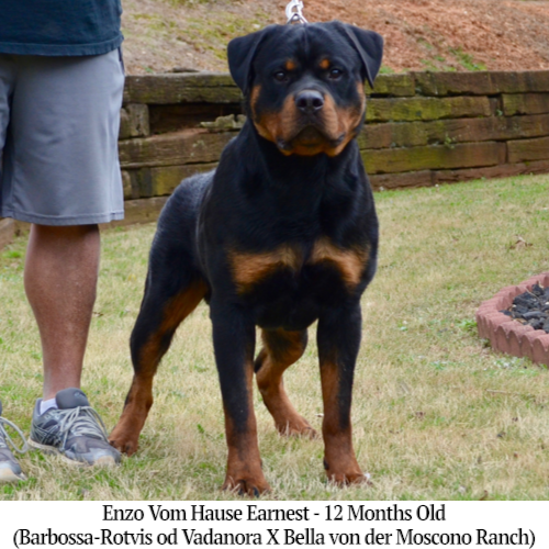 Enzo Vom Hause Earnest - 12 Months Old