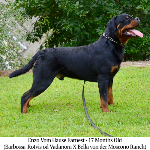 Enzo Vom Hause Earnest - 17 Months Old