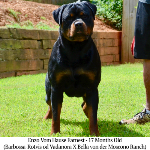 Enzo Vom Hause Earnest - 17 Months Old