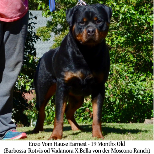 Enzo Vom Hause Earnest - 19 Months Old