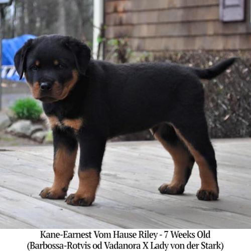 Kane-Earnest Vom Hause Riley - 7 Weeks Old