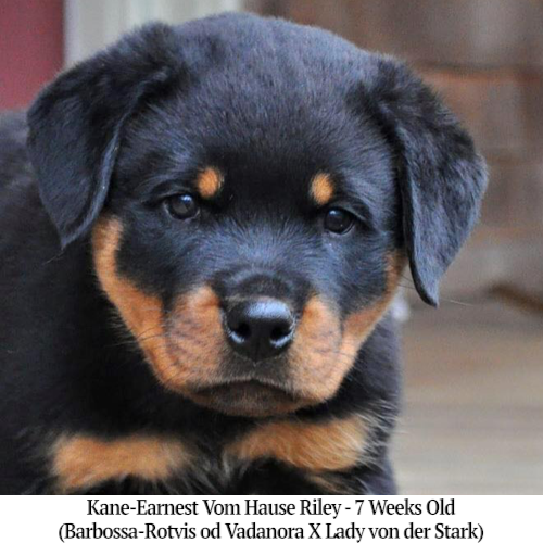 Kane-Earnest Vom Hause Riley - 7 Weeks Old