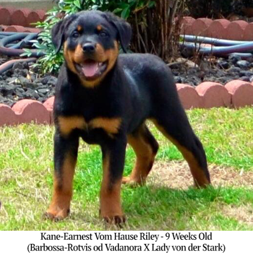 Kane-Earnest Vom Hause Riley - 9 Weeks Old