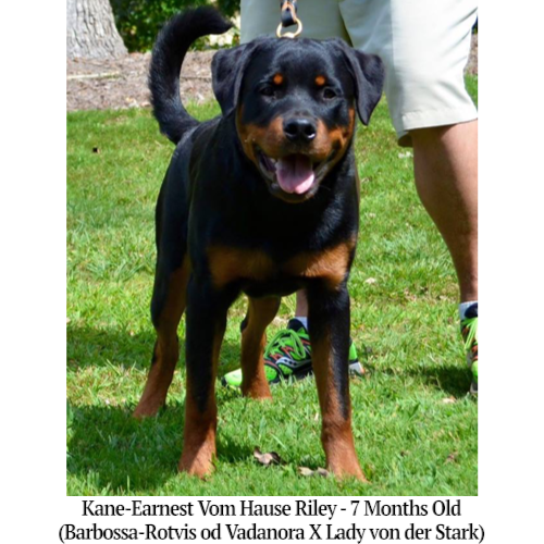 Kane-Earnest Vom Hause Riley - 7 Months Old