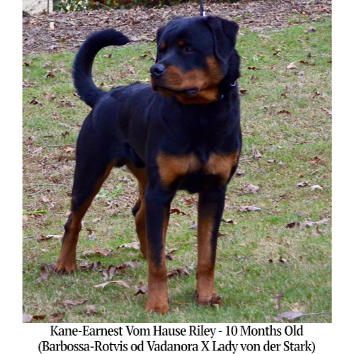 Kane-Earnest Vom Hause Riley - 10 Months Old