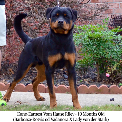 Kane-Earnest Vom Hause Riley - 10 Months Old