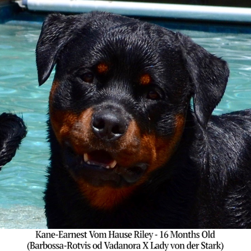 Kane-Earnest Vom Hause Riley - 16 Months Old