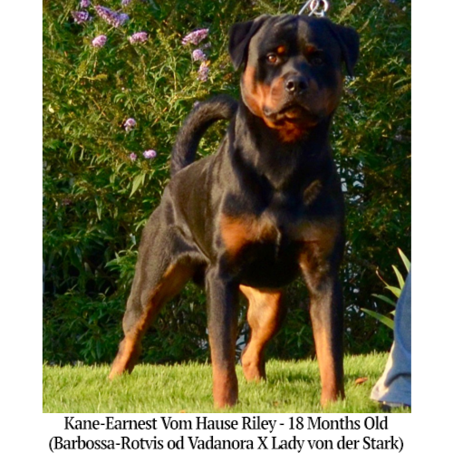 Kane-Earnest Vom Hause Riley - 18 Months Old