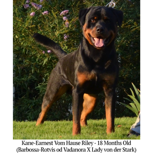 Kane-Earnest Vom Hause Riley - 18 Months Old