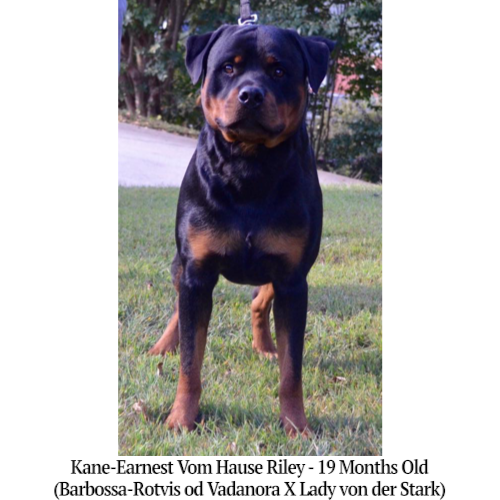 Kane-Earnest Vom Hause Riley - 19 Months Old