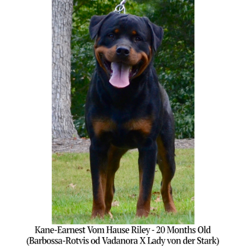 Kane-Earnest Vom Hause Riley - 20 Months Old