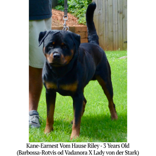 Kane-Earnest Vom Hause Riley - 3 Years Old