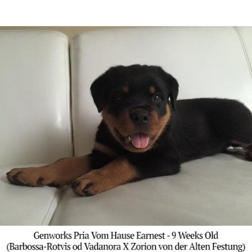 Genworks Pria Vom Hause Earnest - 9 Weeks Old