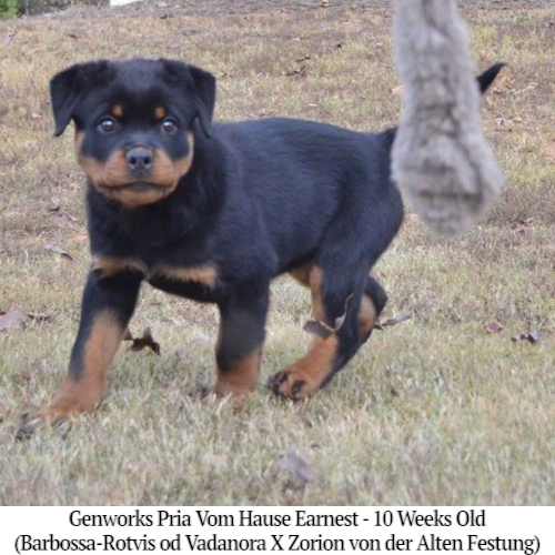 Genworks Pria Vom Hause Earnest - 10 Weeks Old