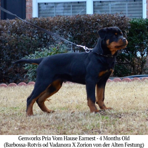 Genworks Pria Vom Hause Earnest - 4 Months Old