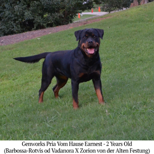 Genworks Pria Vom Hause Earnest - 2 Years Old