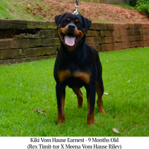 Kiki Vom Hause Earnest - 9 Months Old