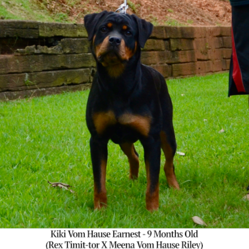 Kiki Vom Hause Earnest - 9 Months Old