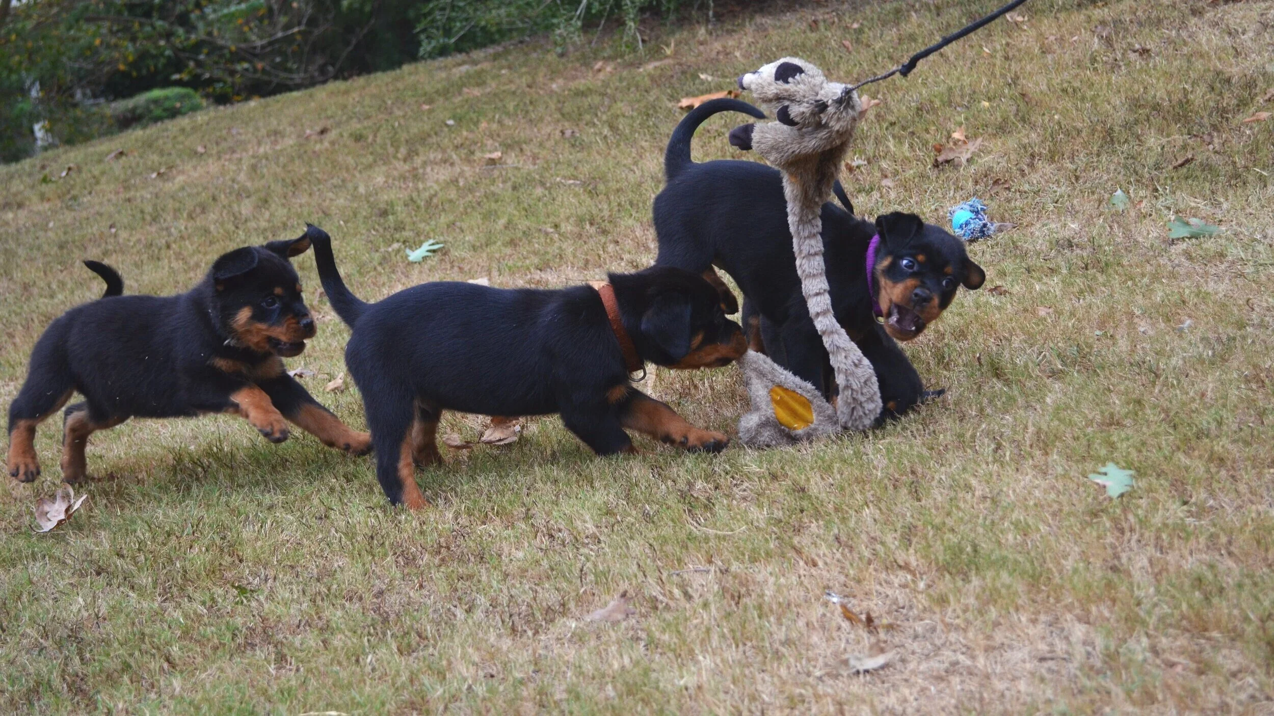 Rottweiler Breeder In Atlanta Georgia Georgia Rottweiler Puppies For Sale