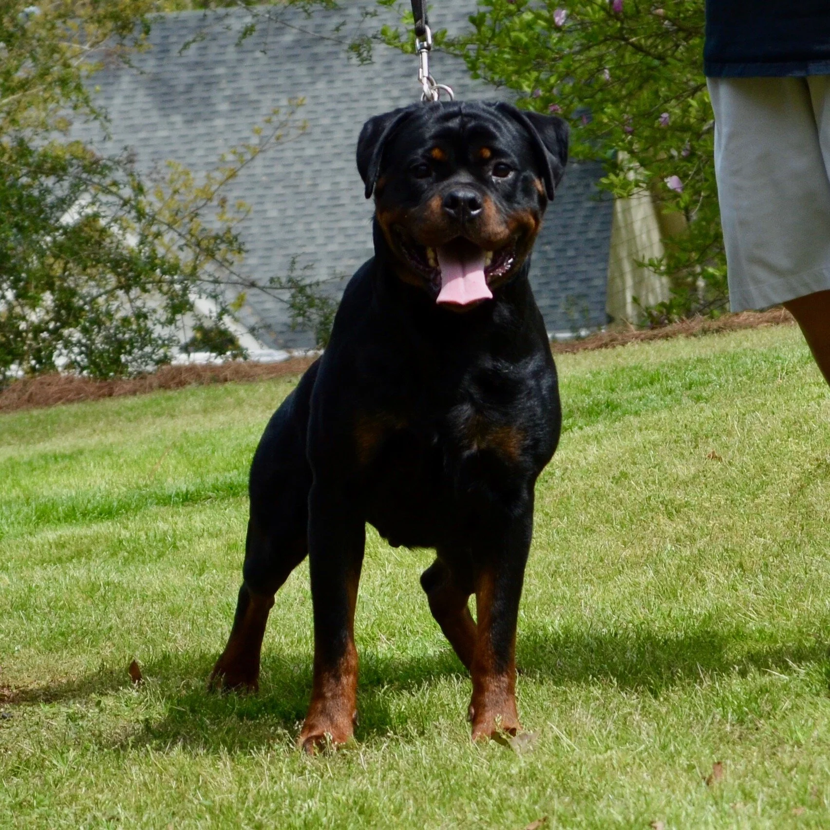 Oxana vom Hause Earnest