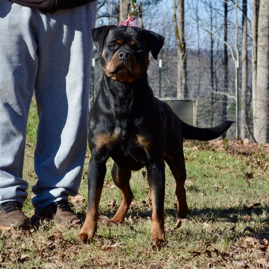 Raven vom Hause Earnest