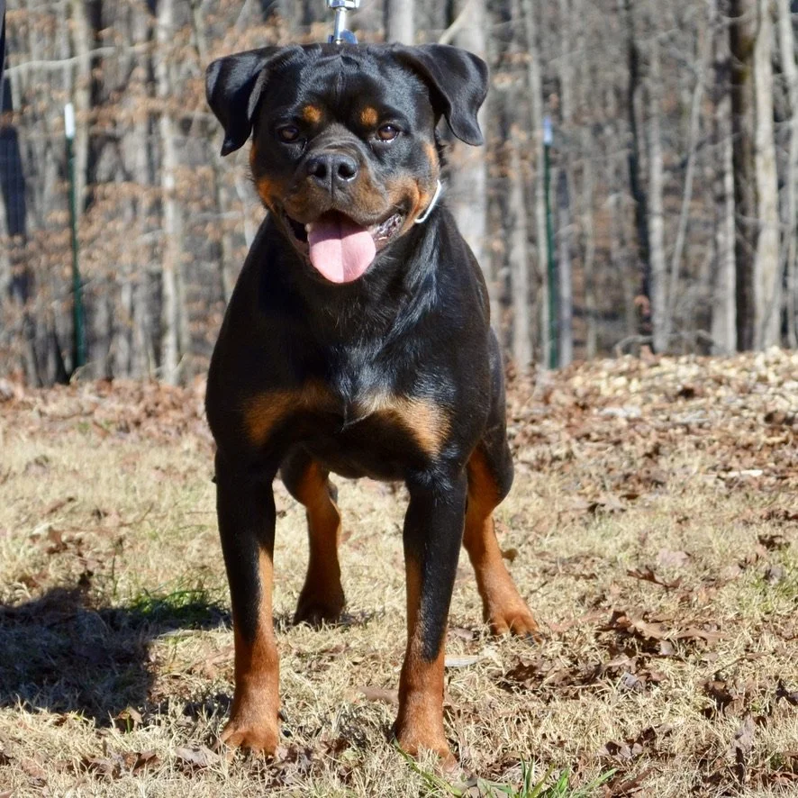 Telma von der Bahnbrucke