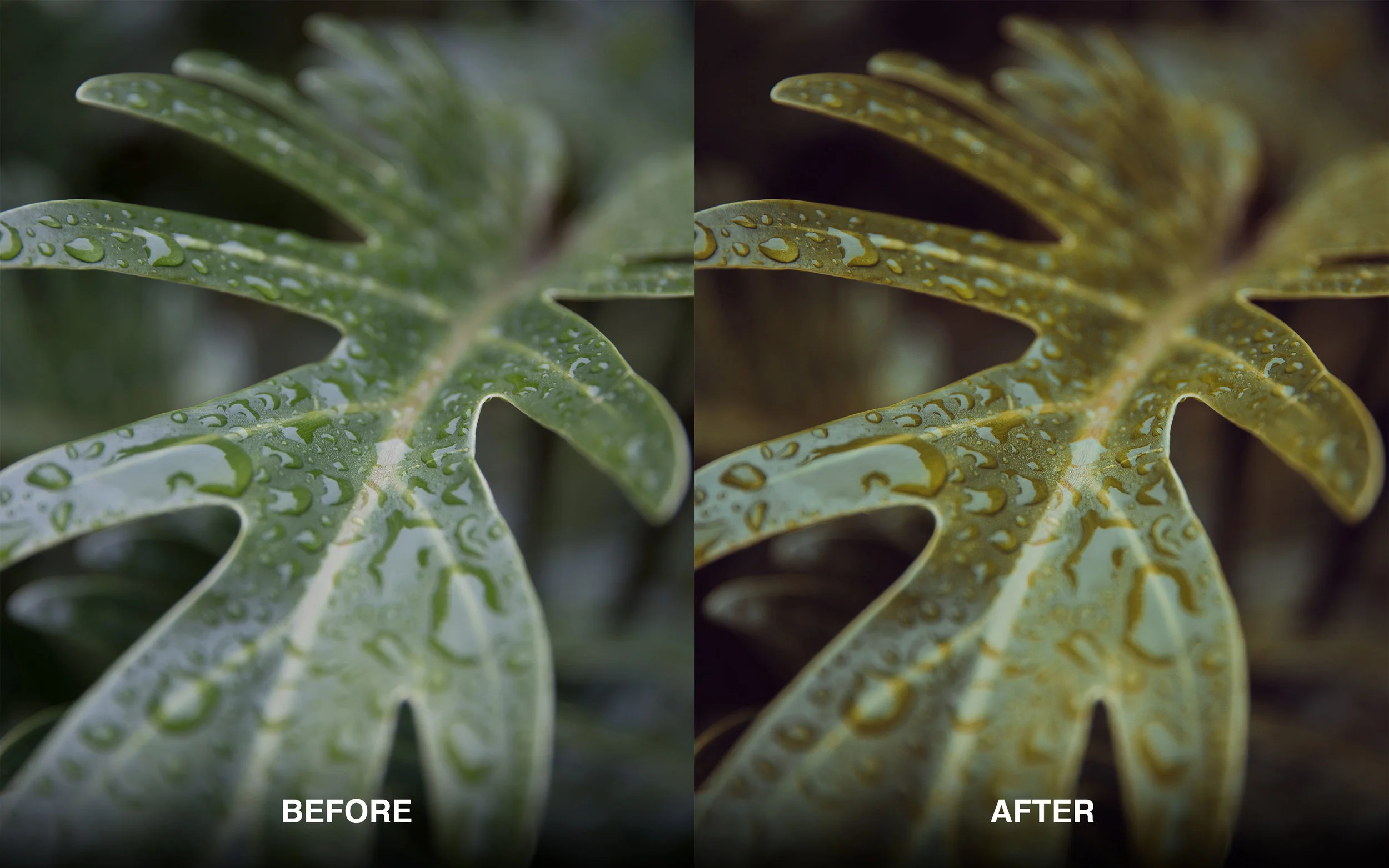 Leaf.jpg