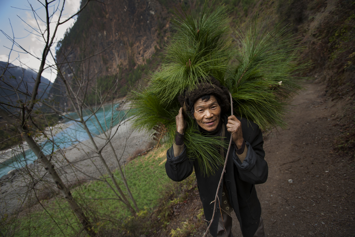  Wuli, Yunnan. A Tibetan man gathers pine needles for Buddhist rituals.&nbsp; While many Tibetans in this region have converted to Christianity they still maintain some of their traditional culture.&nbsp; The pines needles are put around Buddhist shr