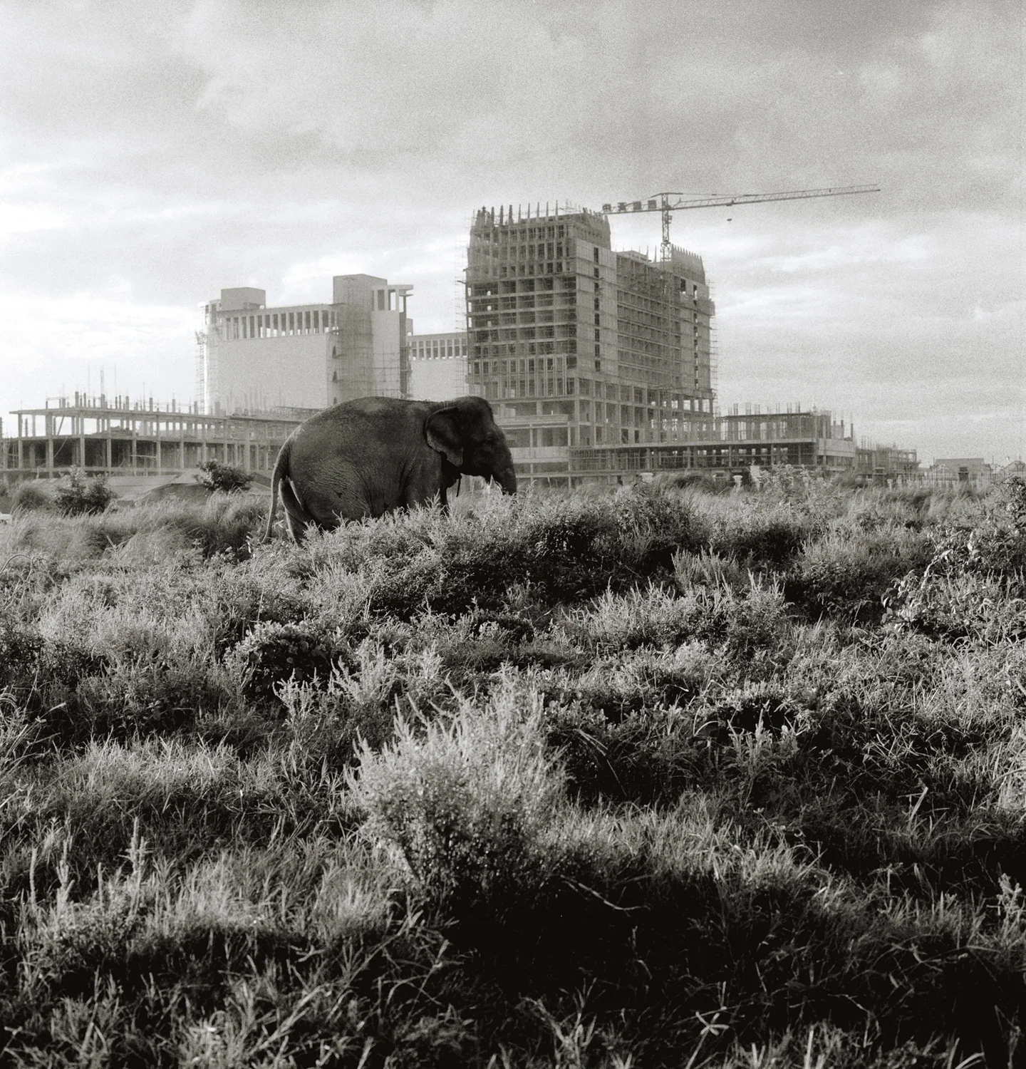 elephant in PP.jpg