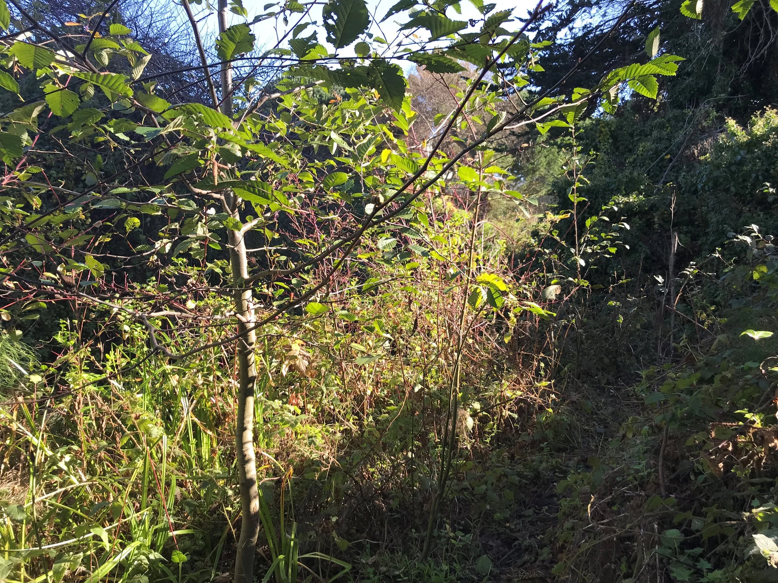 Young, healthy Red Alder among Creek Dogwood.