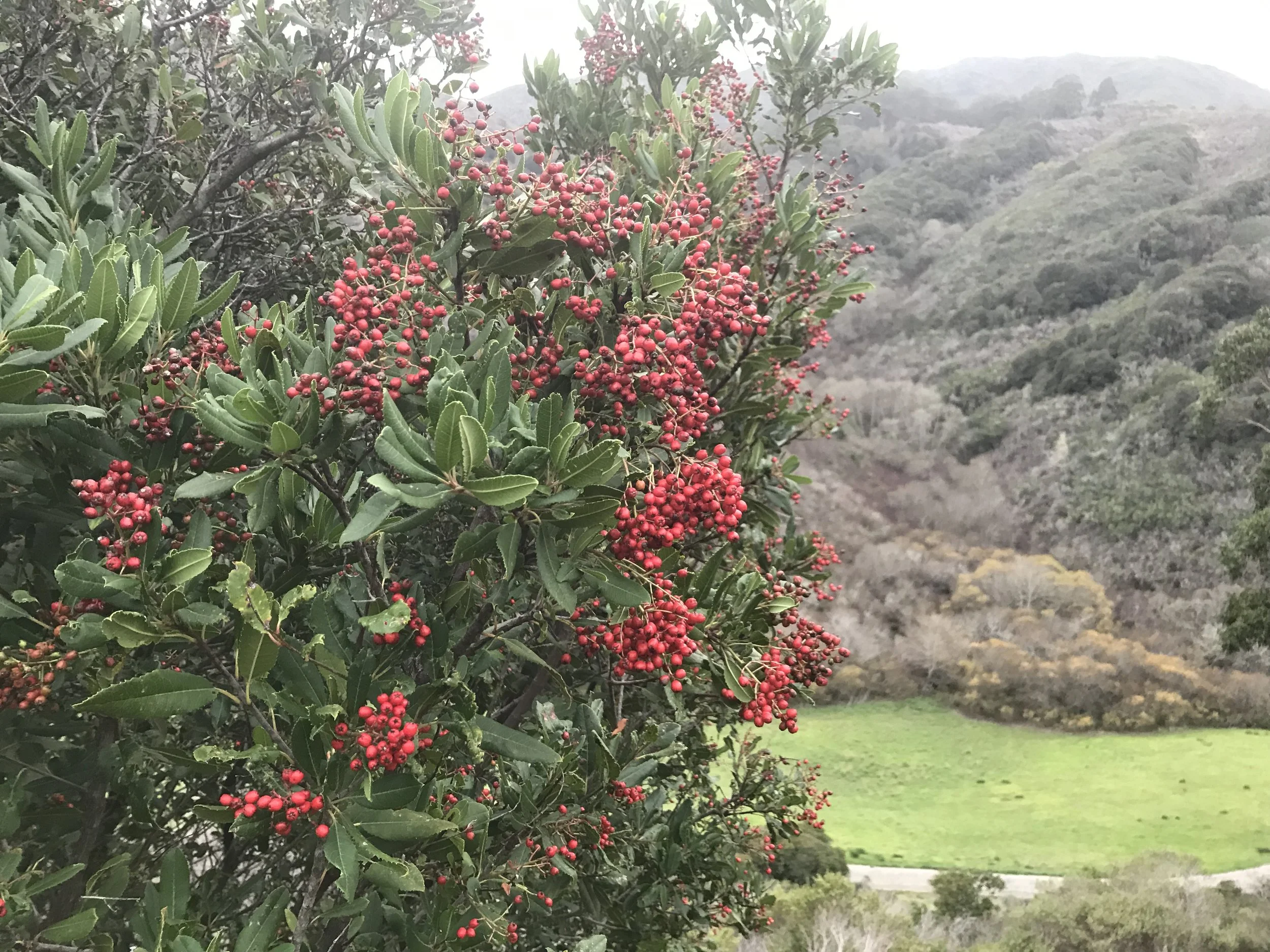 NATIVE - TOYON - Also know as Christmas Berry, one of the most succesful small tress in the watershed. A unique form, beautiful bark and leathery leaves.