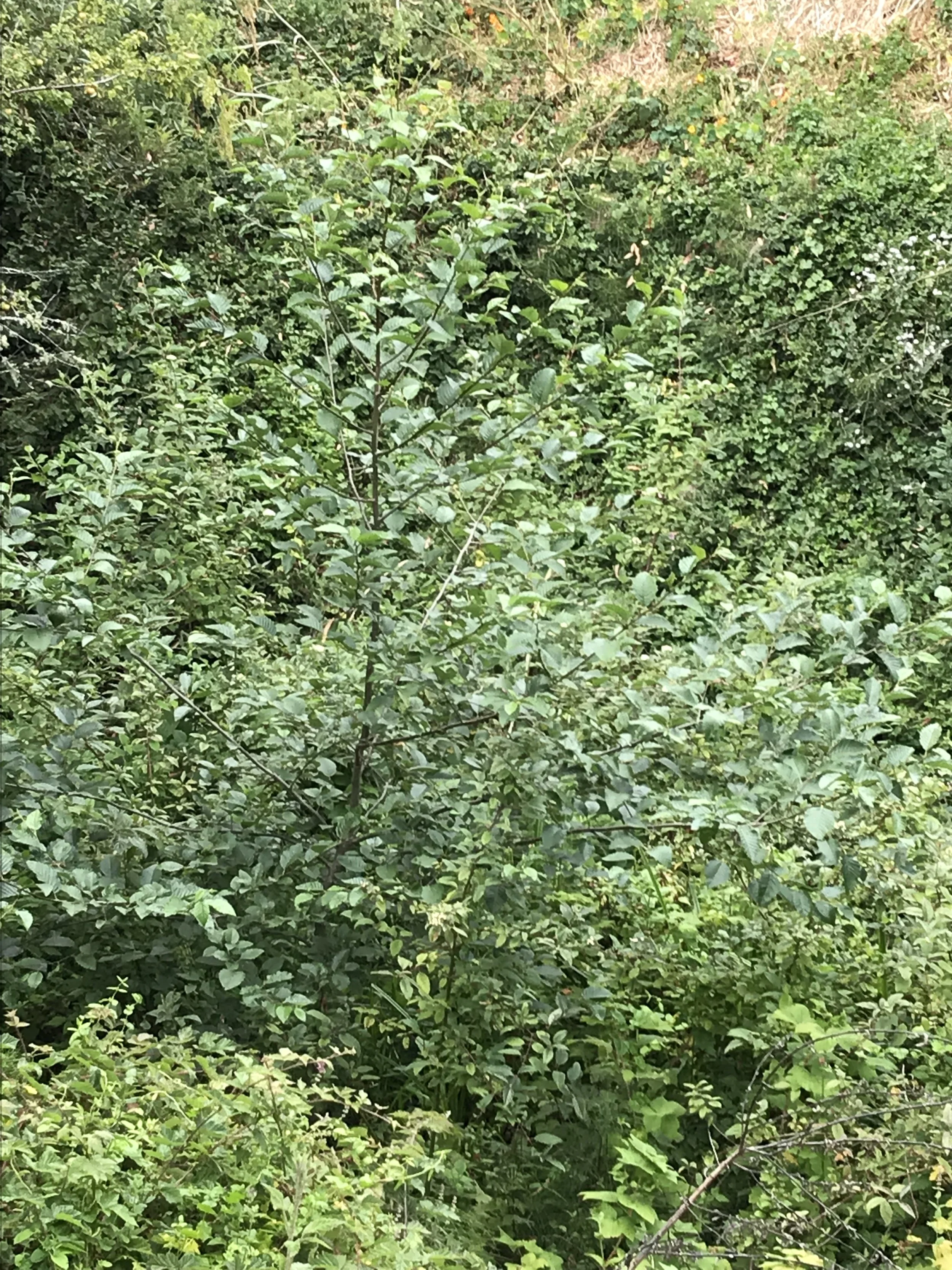 NATIVE - RED ALDER - The most beautiful of the riparian hardwoods native to the area. A real gem of a tree, often found with its roots in the water!