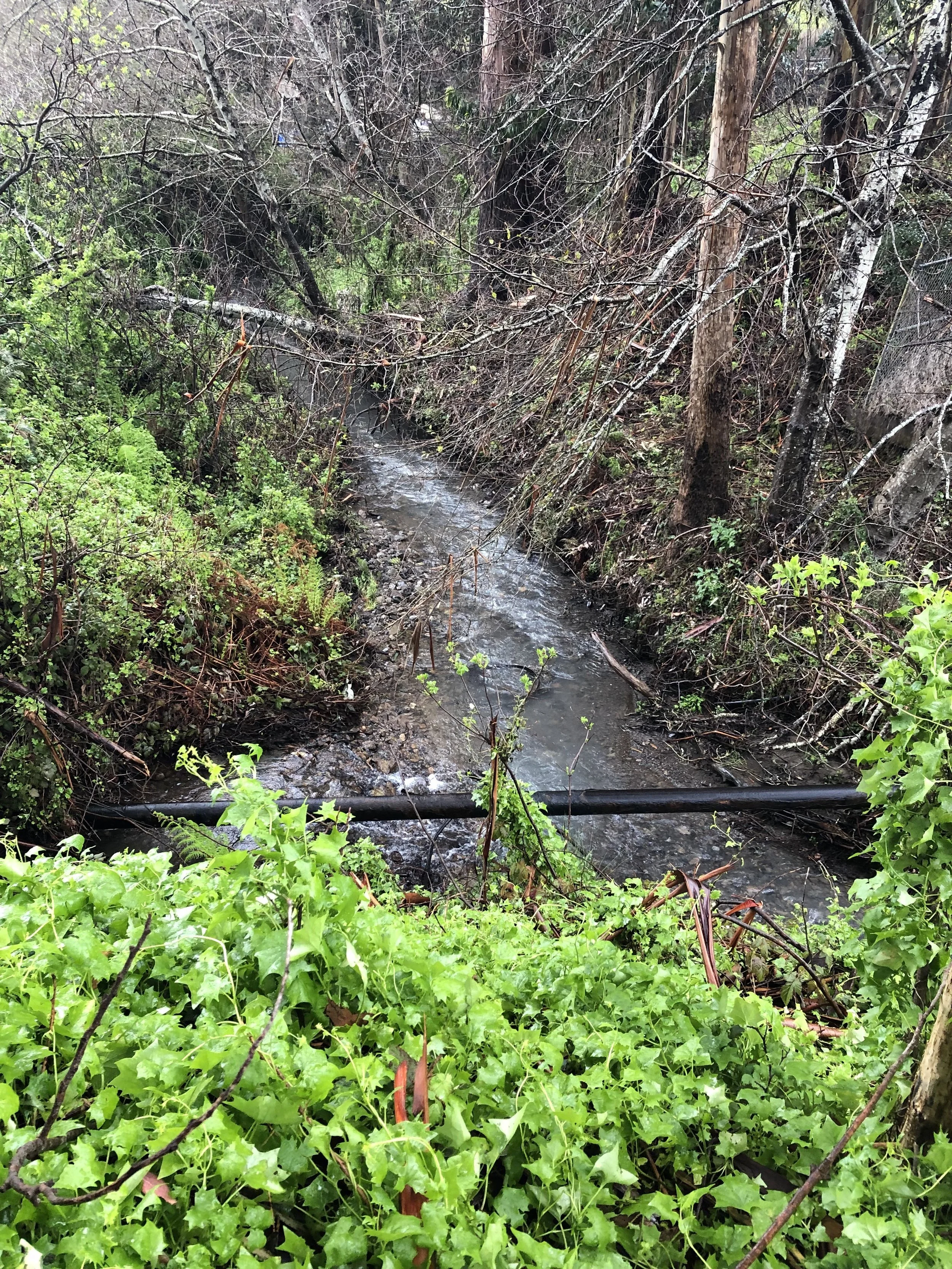 SPC 0136 2019-02-26SanPedroS-MForkconfluence.jpg