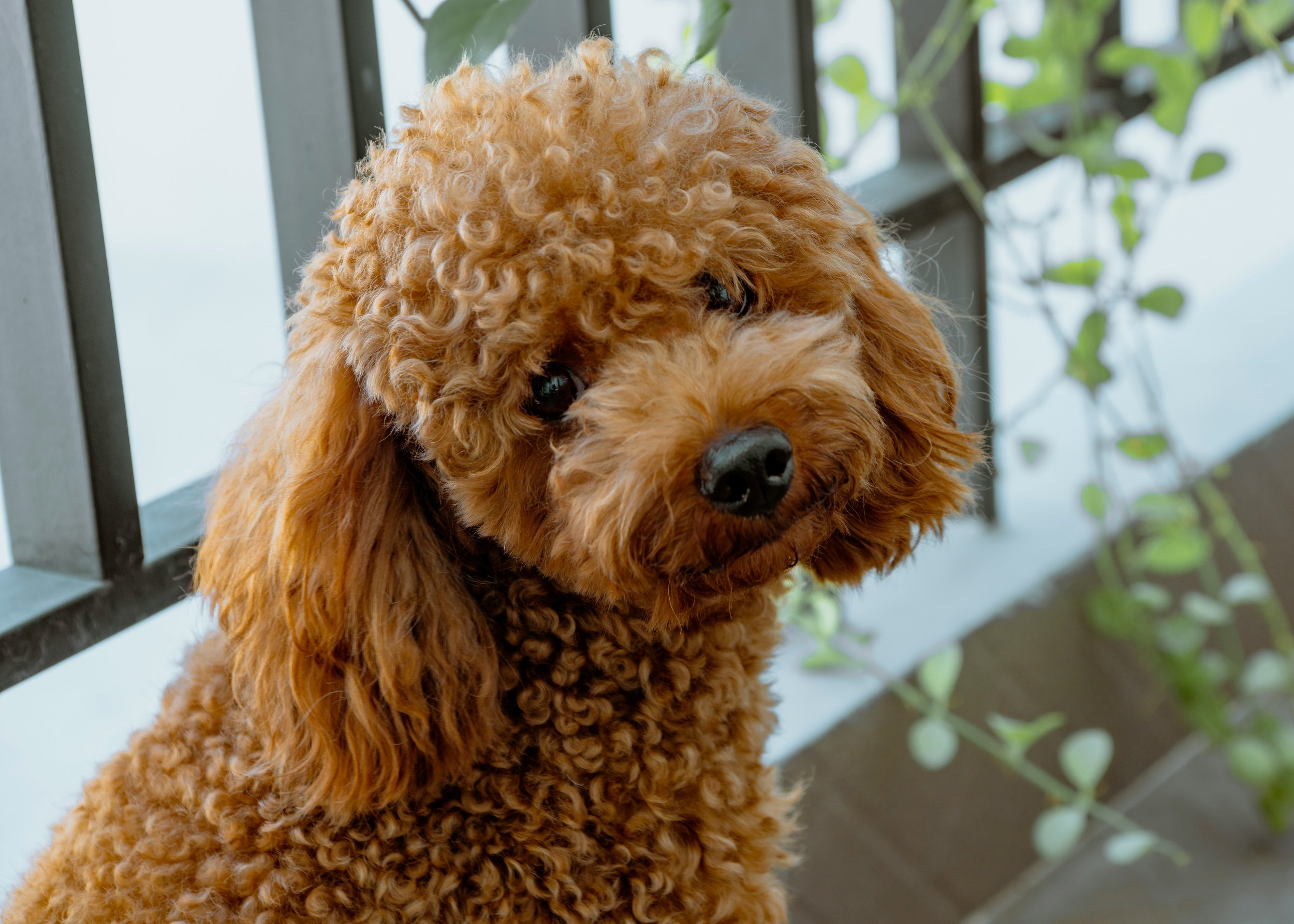 5 Kid-Friendly Dog Breeds That Make Perfect Family Companions - Woof ...