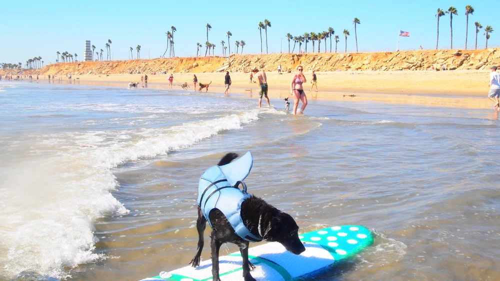 The Eternal Question: Can You Teach An Old Dog To Surf?